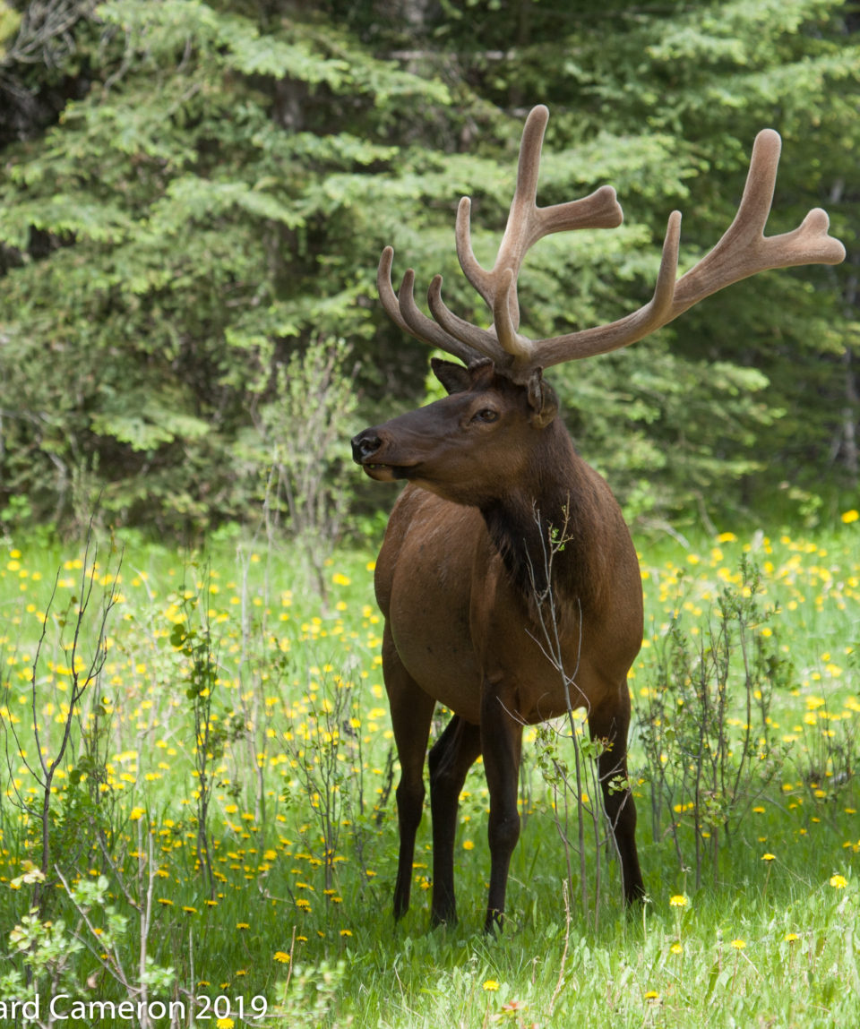 Bull Elk or Stag